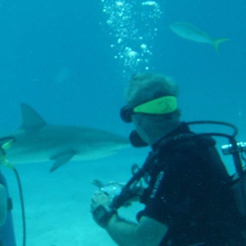 Stella-Maris-Resort-shark-diving2-Long-Island-Bahamas