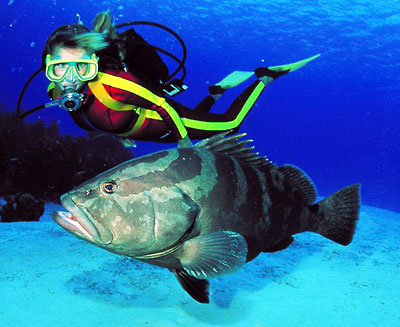 bahamas-nassau-grouper
