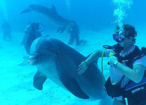 diving-with-dolphins