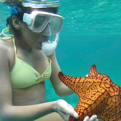 snorkeling-bahamas-marine-biology