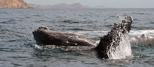 whale-watching-cabo-san-lucas-season-500x218